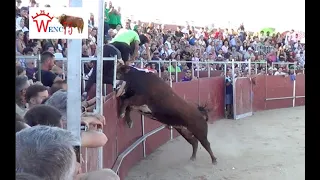 PELIGROSO TORO DE CAJON DE LA PEÑA EL BURLADERO DE NUMANCIA DE LA SAGRA 2022