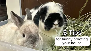 5 Tips for Bunny Proofing Your House