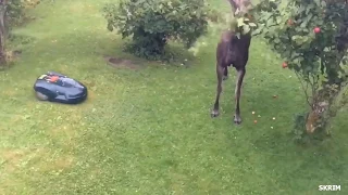 Moose knocks out automated lawnmower