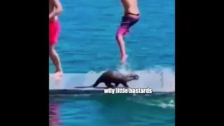 Otter Attacks Human