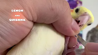 Difference Sized Birds' Reactions to Nail Grinding