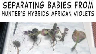 Separating Babies from Hunter’s Hybrids African Violets