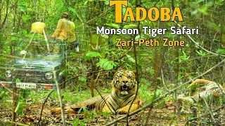 Spotted Big Male Tiger || Tadoba Andhari Tiger Reserve || Zari-Peth Zone #tadoba