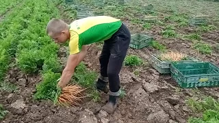 Робота в Британії на моркві (baby carrot)