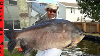 The GIANT 50lb WORLD RECORD PIRANHA is in my FISH POOL!