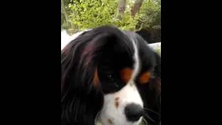 Cavalier king Charles spaniel, Chester talks