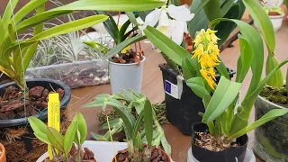 🇺🇦 Орхідеї, які купила на виставці. Огляд нових орхідей.