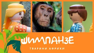Шимпанзе. Тварини Африки | КоМарко