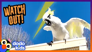This Bird Sounds Just Like A Laughing Witch! | Dodo Kids | Happy Halloween