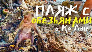 Ко Лан - Паттайя! Самый знаменитый пляж с обезьянами!