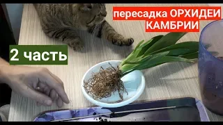 пересадка орхидеи КАМБРИЯ ЧТО НАШЕЛ в ГОРШКЕ, 2 я часть