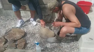 Cracking open a concretion ammonite gem fossils