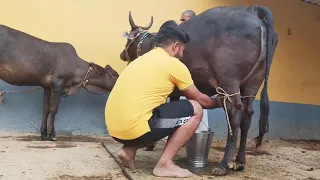 Cow feeding calf & Hand milking | Village Life Vlog