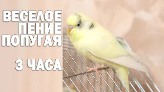 Тоша- картоша 🐦Весёлое пение для попугайчиков 🌞