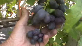 Сорт винограда "Слава шахтёрам" - сезон 2019 # Grape sort "Slava shahtyoram"