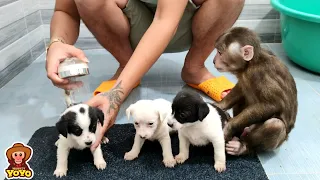 YoYo JR helps Dad take care of the neighbors' puppies