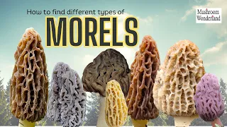 How to find many types of Morel Mushrooms