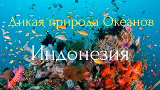 Дикая природа Океанов.Индонезия.