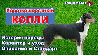 Короткошерстный колли - описание гладкошерстной шотландской овчарки