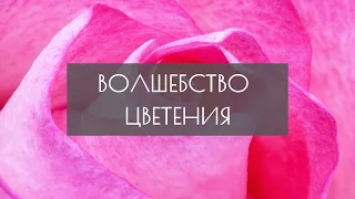 Волшебство цветения. Как распускаются бутоны. Это видео завораживает.