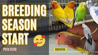 Breeding ki tyariya shuru 🥰 | Pets VLOG-By VOA