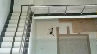 Cat jumping from third floor