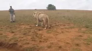 Lion Attacks Man