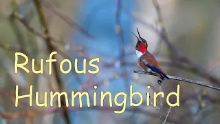 Rufous Hummingbird and Friends (Nikon Z8, NIKKOR Z 180-600mm f/5.6-6.3 VR)