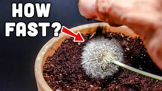 Growing Dandelion from Seed Head (36 Days Time Lapse)