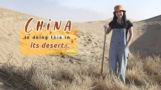 Straw checkerboards – China's wisdom in taming desertification