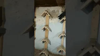 Миколаевські голуби Замкового Сергія