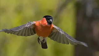 Camachuelo -  Pyrrhula pyrrhula  . . .