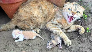 Angry Mother cat protects her Kittens and doesn't let anyone approach them