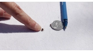 How to tell the difference between ticks