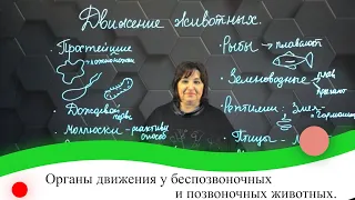 Органы движения у беспозвоночных и позвоночных животных. 7 класс.