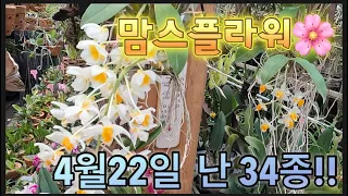 난 34종 코코넛커스코 식재 분갈이용 원예용품