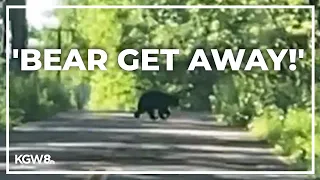 Multiple black bear sightings around Portland's Forest Park