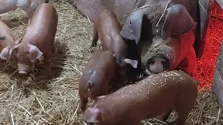 //🐖Мадонна приболела😭проблемка☝//