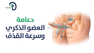 دعامة العضو الذكري وسرعة القذف