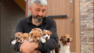 JACKRUSSELL YAVRULARIMIZ MEYDANA ÇIKTI