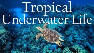 Tropical Underwater Life | Music Video - Amazing Undersea World