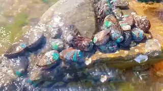 One rock is covered with abalone! Get rich!