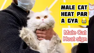 My Male Cat in Heat | Male Cat Heat sign & symptoms  | Male Cat heat Sound | Male Cat Calling Female