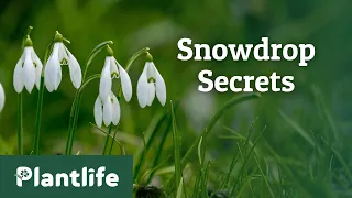 The Hidden Secrets of Snowdrops