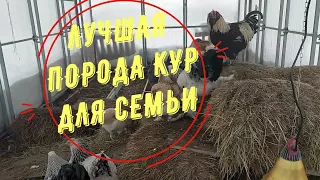 Лучшая ПОРОДА КУР для СЕМЬИ |ФАВЕРОЛЬ #Универсальные куры