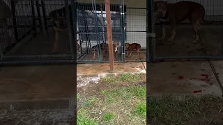 Pitbull attacks Hyena (INSTANT REGRET) 🥺💔🤬😒 #nbf #nbfkennel #texas #hyena #pitbull #attack #omg