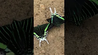 Ever heard of day flying moths? Thats what these beauties are! #insects #amazon #moth #nature