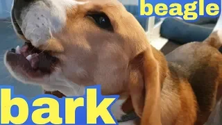 Cute Beagle Barks!