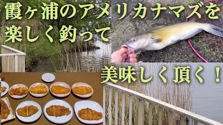 霞ヶ浦のアメリカナマズを楽しく釣って、美味しく頂きます！（釣り方～捌き方～臭み取り～簡単調理まで）