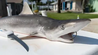 BABY Shark TASTE Test! Catch Clean Cook (Atlantic Sharpnose Shark)